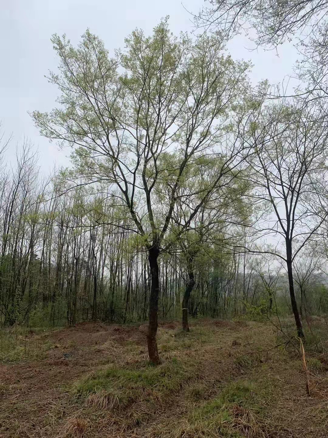 朴树 小叶朴树树苗 行道风景树落叶乔木规格全价格优惠