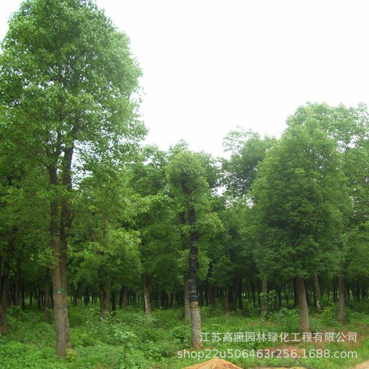 3-40公分胸径绿化苗香樟树 绿色系截杆返生树 常绿卵圆形樟木树苗