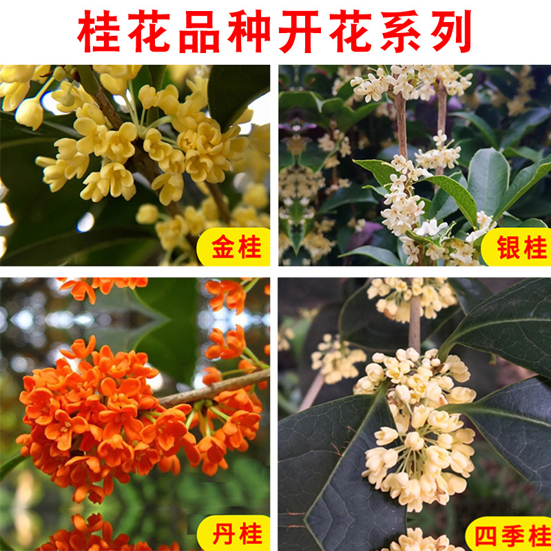 四季桂桂花树苗桂花树盆栽庭院浓香植物室内外花卉地栽桂花树