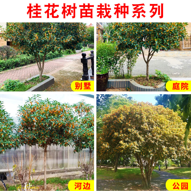 四季桂桂花树苗桂花树盆栽庭院浓香植物室内外花卉地栽桂花树