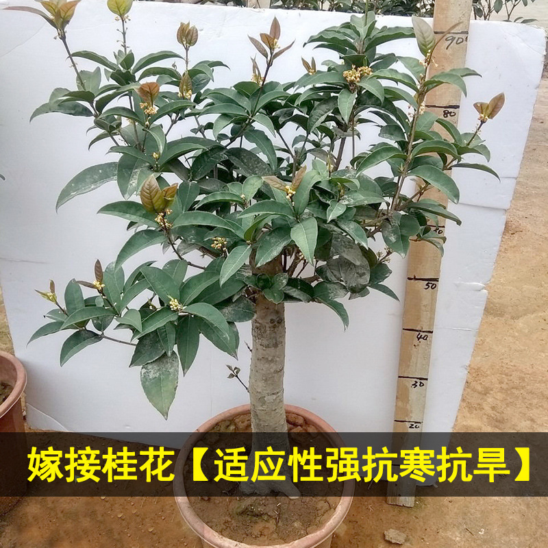 四季桂桂花树苗桂花树盆栽庭院浓香植物室内外花卉地栽桂花树