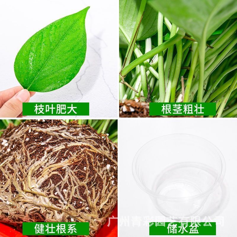 180绿萝盆栽植物花卉室内绿植吸甲醛水培吊兰净化空气大绿箩基地