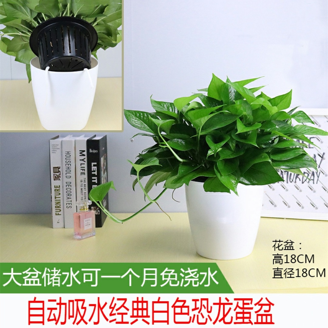 180绿萝盆栽植物花卉室内绿植吸甲醛水培吊兰净化空气大绿箩基地