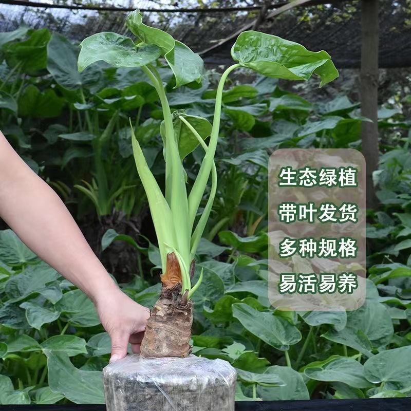 滴水观音盆栽室内生态绿植大叶除甲醛大型植物易活客厅摆放可水培