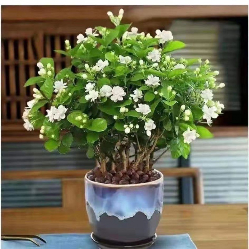 茉莉花盆栽【带花苞】浓香型重瓣好养室内阳台植物驱蚊净化空气