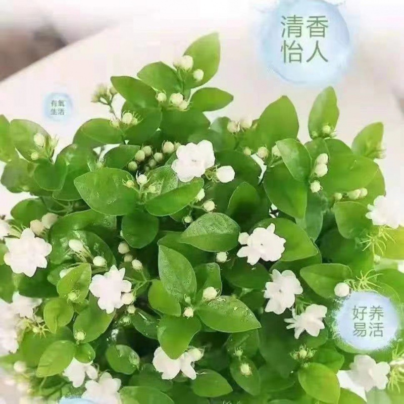 茉莉花盆栽【带花苞】浓香型重瓣好养室内阳台植物驱蚊净化空气